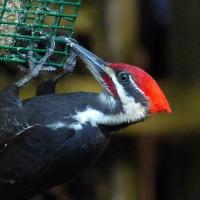 Pileated Woodpecker