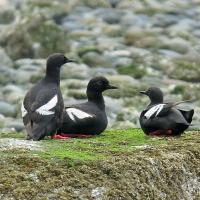 Pigeon Guillemots