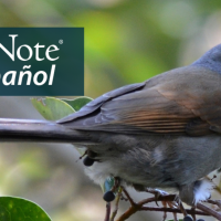 A Brown-backed Solitaire perches near small dark-colored berries. "BirdNote en Español" appears in the top left corner.