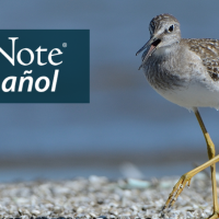 A Lesser Yellowlegs walks along a beach on a sunny day. "BirdNote en Español" appears in the bottom left corner.