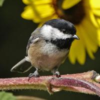 Black-capped Chickadee and sunflower