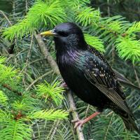 European Starling