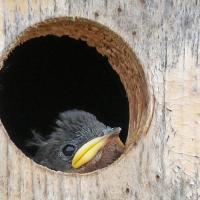 Tree Swallow