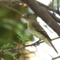 Southwestern Willow Flycatcher