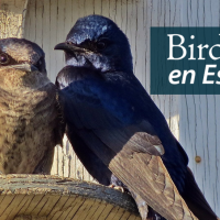 Purple Martin adult and juvinile perched at a nest box. "BirdNote en Español" appears in the upper left corner.