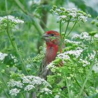 House Finch male by Mike Hamilton