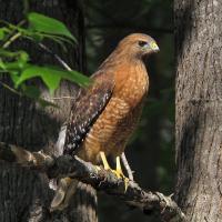 Red-shouldered Hawk