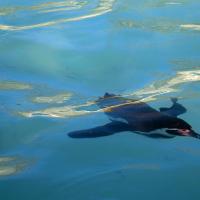 Humboldt Penguin swimming below the water's surface
