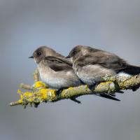 Northern Rough-winged Swallows