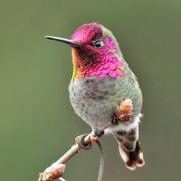 Anna's Hummingbird