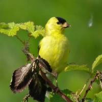 Male American Goldfinch