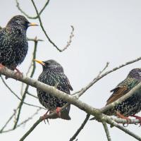 European Starlings