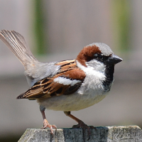 House Sparrow