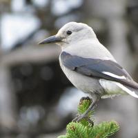 Clark's Nutcracker