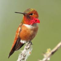 Rufous Hummingbird showing off its gorget