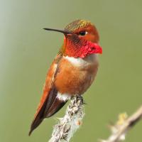 Rufous Hummingbird, male