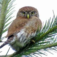 Northern Pygmy-Owl