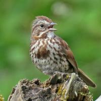 Song Sparrow