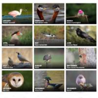 2018 BirdNote Calendar