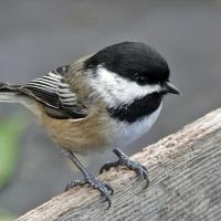 Black-capped Chickadee