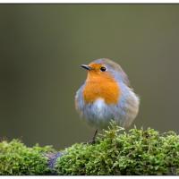 European Robin