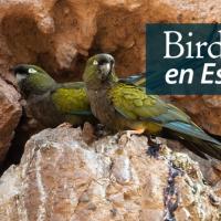 Two Burrowing Parakeets perched at the entrance of a tunnel on a dirt cliff face