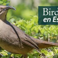 Closeup of a California Thrasher perched in a shrub in bright sunlight