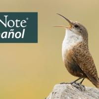 Closeup of a singing Canyon Wren perched on a rock