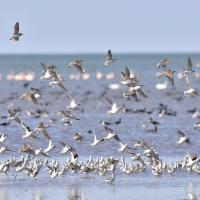 A flock of Wilson's Phalaropes, some flying past others standing at the shoreline of a large body of blue water.