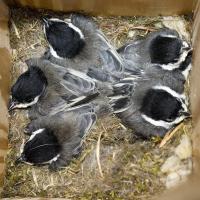 Black-capped Chickadees in nestbox