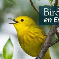 Closeup of a singing Yellow Warbler perched in a tree