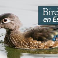 A female Wood Duck with a bright blue wing patch swims in a lake