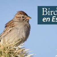 A Rufous-winged Sparrow perched on a cactus on a sunny day