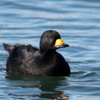 Black Scoter