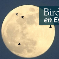 Birds in silhouette flying in front of the moon