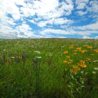 A shot of grasslands with various wildflowers and a blue sky above