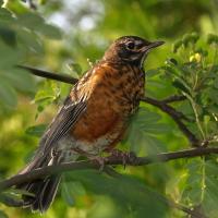 American Robin juvenile