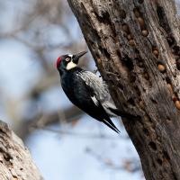 A black and white bird with red patch on his head clings to a tree trunk that has acorns tucked into holes all over the surface.