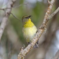 Akiapolaau perched on branch