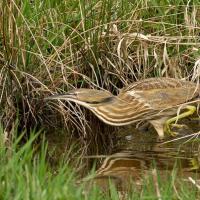 American Bittern