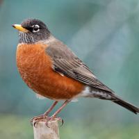 American Robin perched