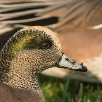 American Wigeon