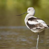 American Avocet