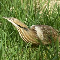 American Bittern