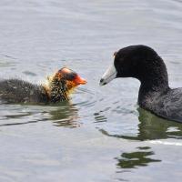 American Coot and its chick 