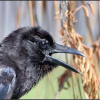 American Crow in right profile, black plumage shining in sunlight, its beak open as it calls. Reeds and grasses are in the background.