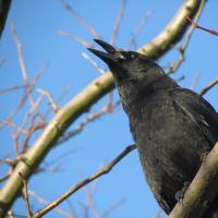 American Crow calling, perched on branch against clear blue sky