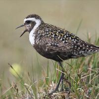 American Golden-Plover