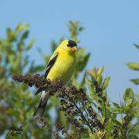 American Goldfinch