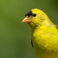 A male American Goldfinch in sunlight, showing his bright yellow breast and head, with black patch above his beak.